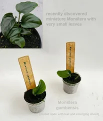 Monstera Gambensis