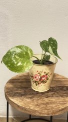 Monstera Thai Constellation M včetně květináče