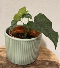 Monstera Siltepecana S