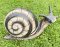 Keramický šnek největší
