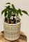 Ficus Benjamina - Fíkus malolistý