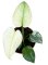 Monstera Mint