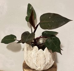 Philodendron Pink Princess