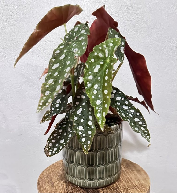 Begonia Maculata