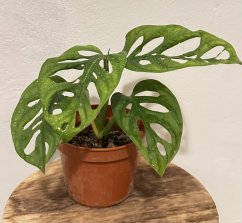 Monstera Adansonii - Monkey Mask XS