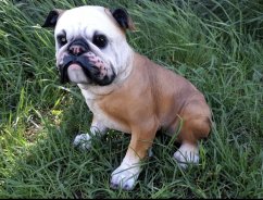 Pes Buldog