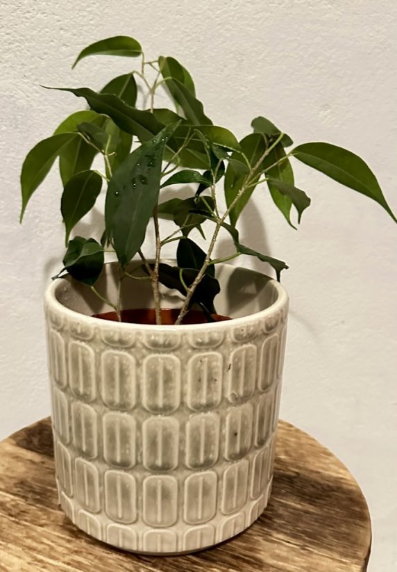 Ficus Benjamina - Fíkus malolistý