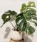 Monstera Sport  Variegata