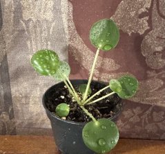 Pilea peperomioides – palačinková rostlina