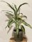 Aglaonema White Lime