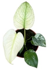Monstera Mint