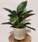 Philodendron Green Princess