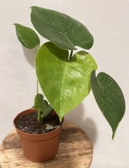 Monstera Burle Marx Flame S včetně květináče