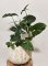 Syngonium podophyllum ‘Albo Variegata’