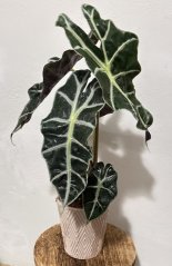Alocasia Polly S