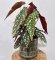 Begonia Maculata