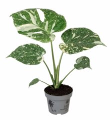 Monstera Thai Constellation