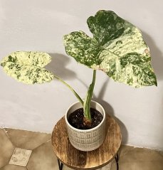 Alocasia Variegata