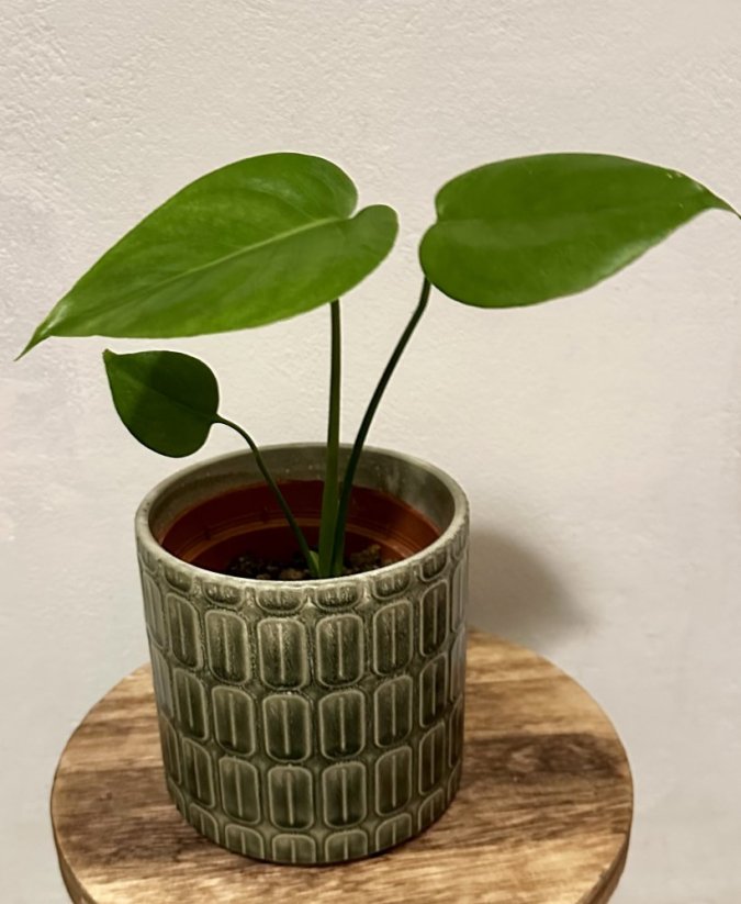Monstera Burle Marx Flame S včetně květináče