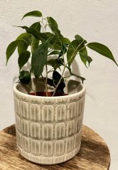 Ficus Benjamina - Fíkus malolistý