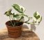 Epipremnum aureum ‘Marble Queen’