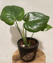 Monstera Burle Marx Flame S včetně květináče