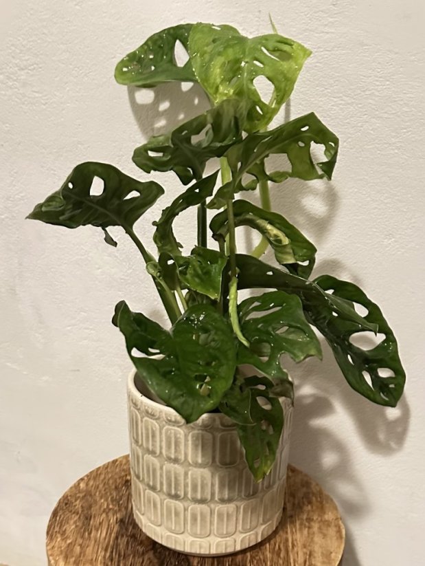 Monstera Adansonii - Monkey Mask S