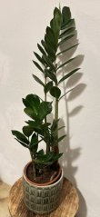 Zamioculcas Zamiifolia ZZ