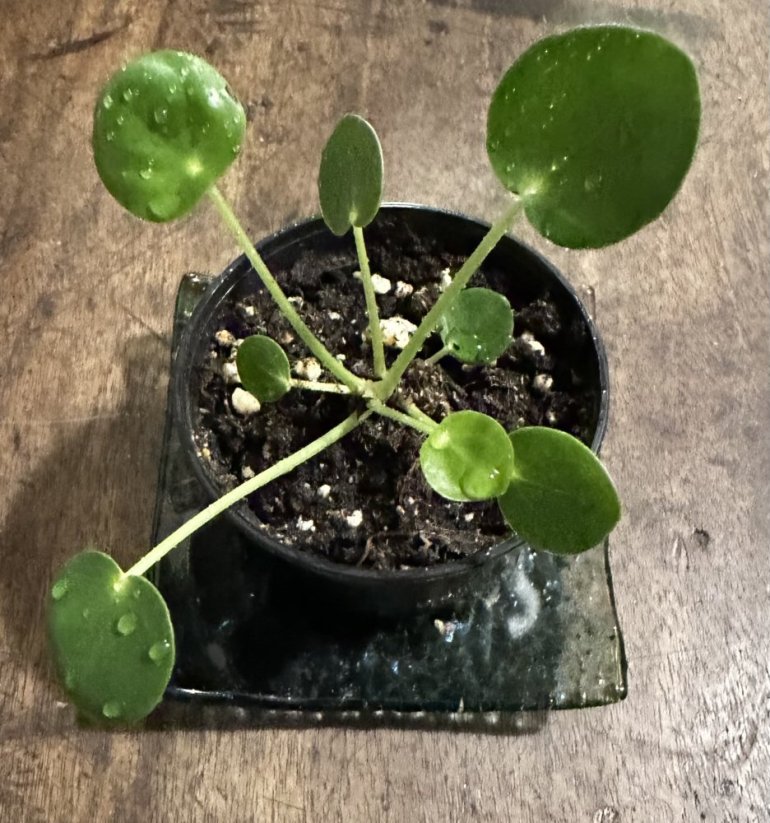 Pilea peperomioides – palačinková rostlina