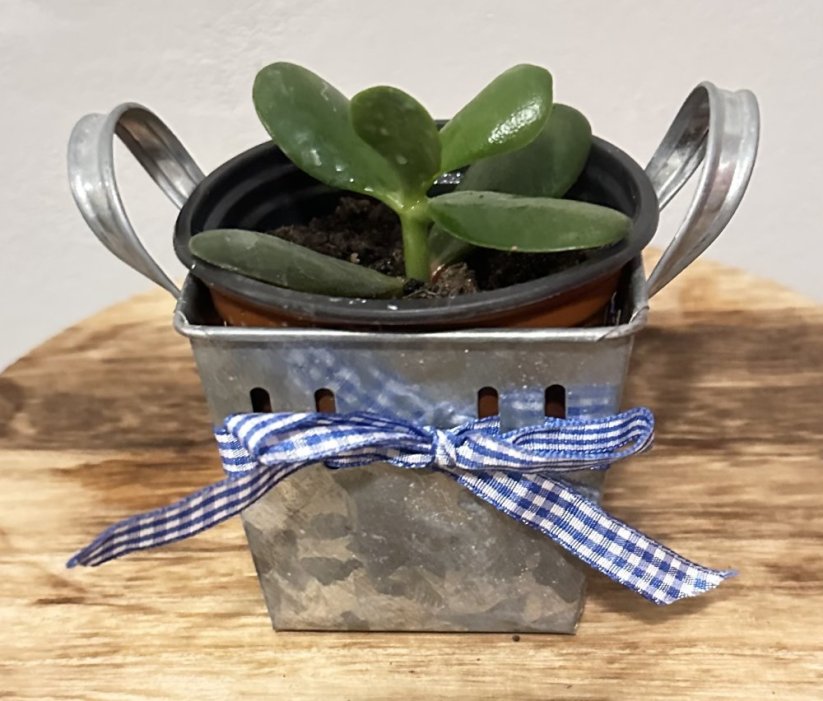 Crassula ovata - Tlustice vejčitá