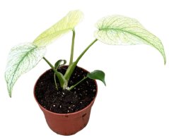 Monstera Mint