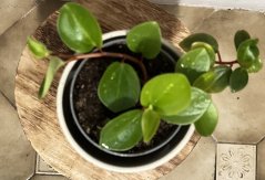 Peperomia scandens