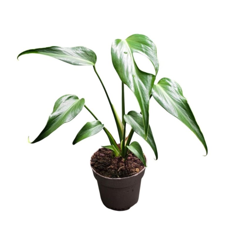 Monstera Burle Marx Flame