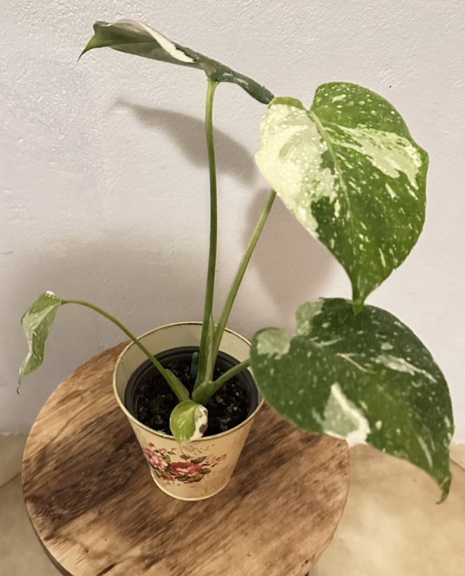 Monstera Thai Constellation M včetně květináče
