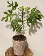 Monstera Minima