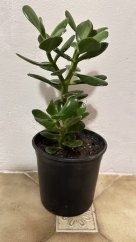 Crassula ovata - Tlustice vejčitá