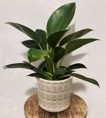 Philodendron Green Princess