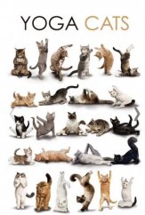 Plechová cedule Yoga cats