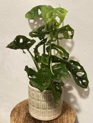 Monstera Adansonii - Monkey Mask S
