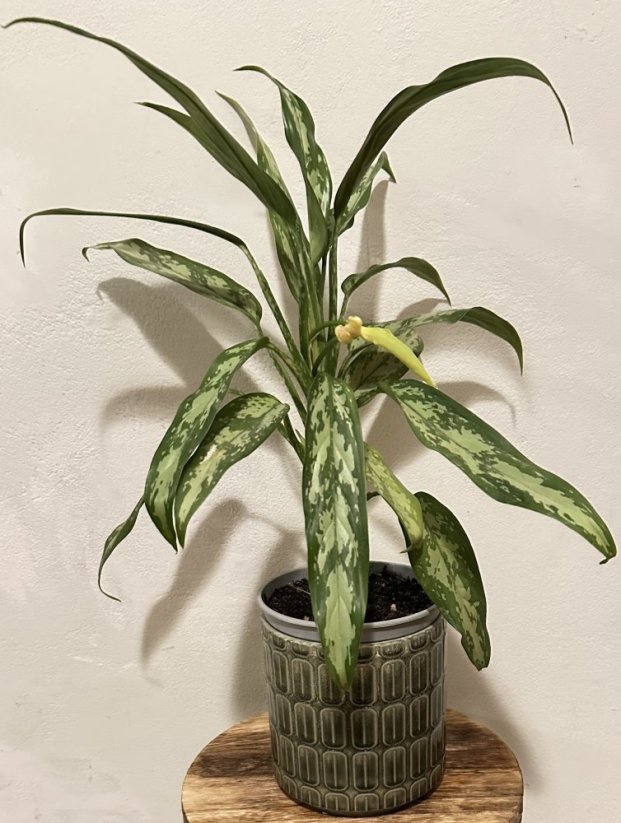 Aglaonema White Lime