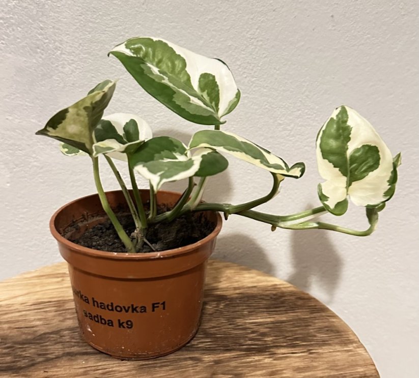 Epipremnum aureum ‘Marble Queen’