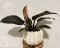 Philodendron Imperial green