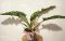Philodendron Ring of Fire