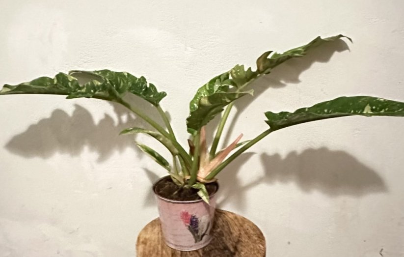 Philodendron Ring of Fire