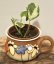 Epipremnum aureum ‘Marble Queen’