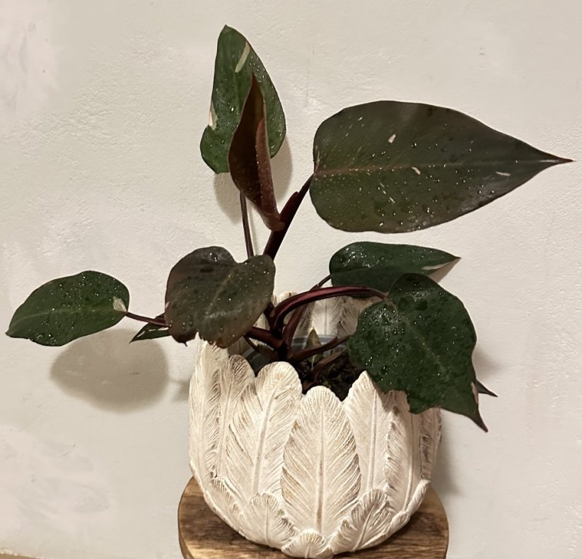 Philodendron Pink Princess