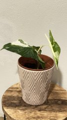 Syngonium podophyllum Albo VariegataI S
