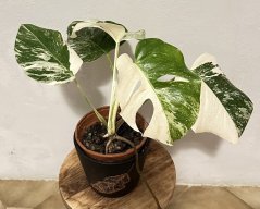 Monstera deliciosa Albo Variegata  S