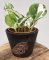 Epipremnum aureum ‘Marble Queen’