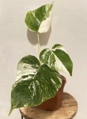 Monstera deliciosa Albo Variegata S